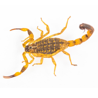 Giant Desert Hair Scorpions